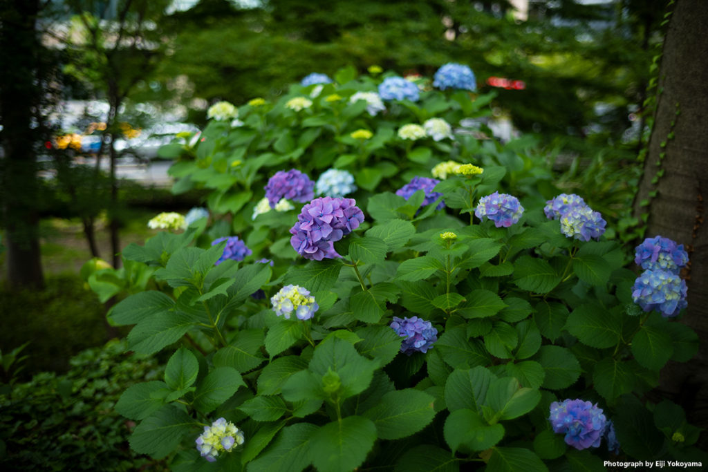 日比谷公園の紫陽花です。