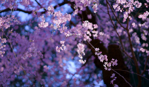 先日、神宮外苑の桜。発売になったばかりのSONYα7IIIのテストを兼ねて。