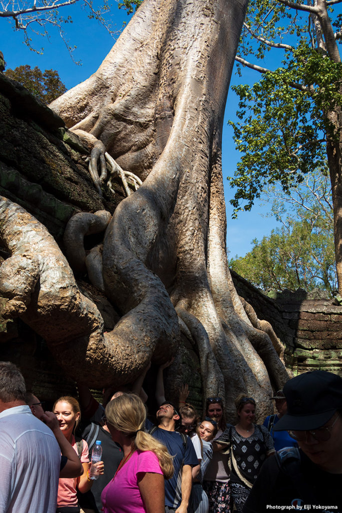 巨大な木の根の下で。ここはたえず観光客でいっぱい。