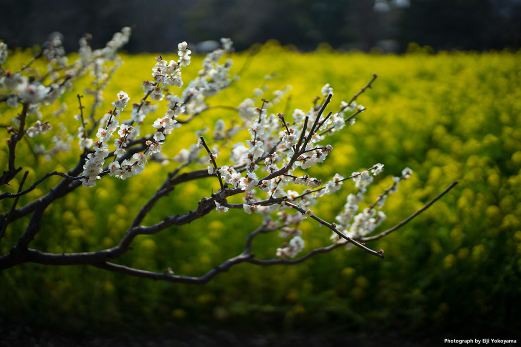 菜の花畑をバックに白い梅。SONY α7II + LEICA SUMMILUX-M 50mm f/1.4 ASPH.