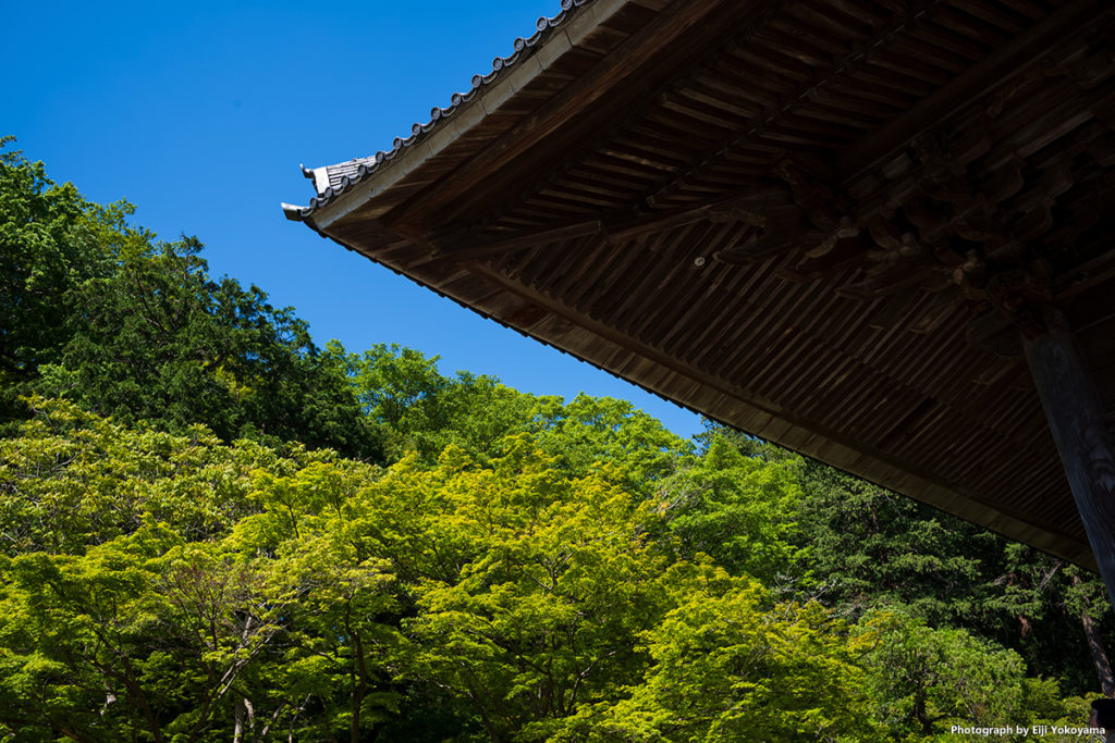 こちらも、妙本寺の屋根に新緑。