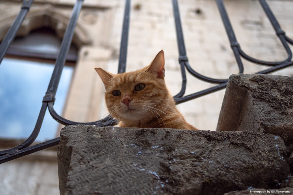 コトル（モンテネグロ）猫の街。 ここの猫たちは、人懐っこくて可愛くて、そしてタレント揃い。