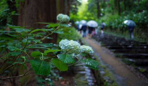 仙台、瑞鳳殿。本堂へ続く杉並木の参道。その路傍、雨に濡れた紫陽花。