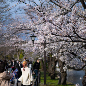 上野公園・満開の桜 α7Cで