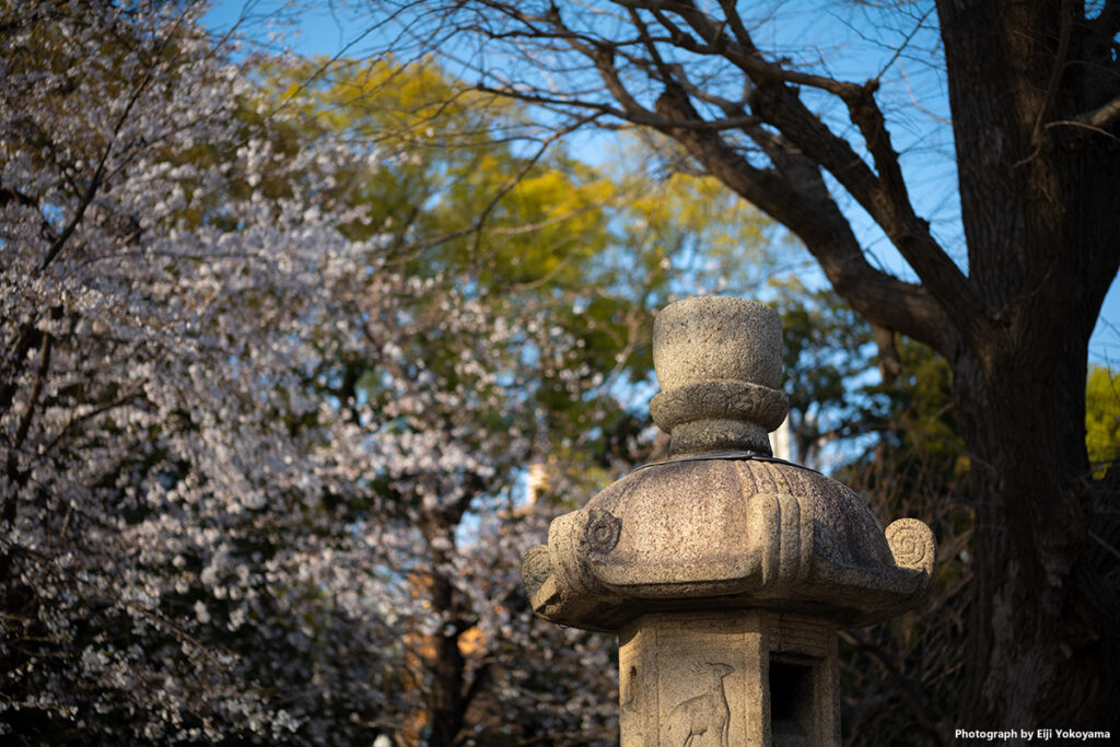 靖国神社・桜、Leica M10-R。