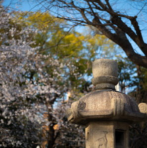 靖国神社の桜 Leica M10-Rで