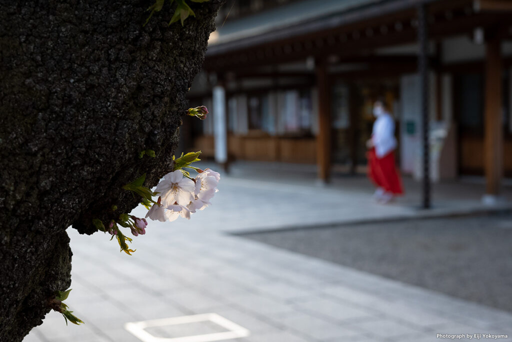 参集殿前、桜の花びらを撮ってると巫女さんが。