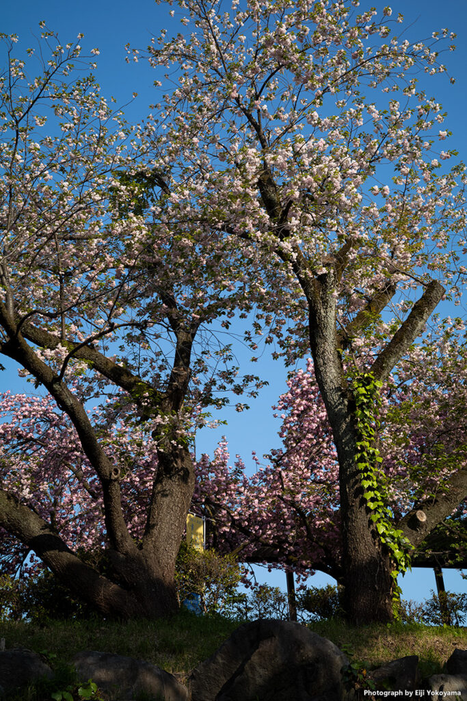 飛鳥山公園、八重桜が満開でした。
