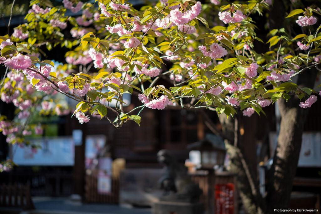 七社神社、本堂前の八重桜。