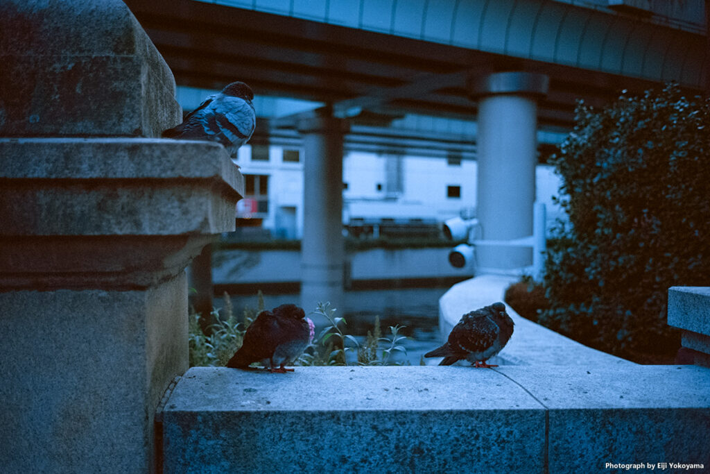 こちらは日本橋です。何故か鳩を撮ってみたくなって、、、 Leica M-A + LIGHT LENS LAB M 35mm f/2（周八枚） + Kodak Ektar 100