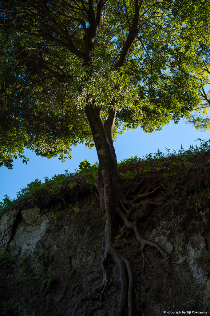 浄智寺。絶壁に根を張る樹。