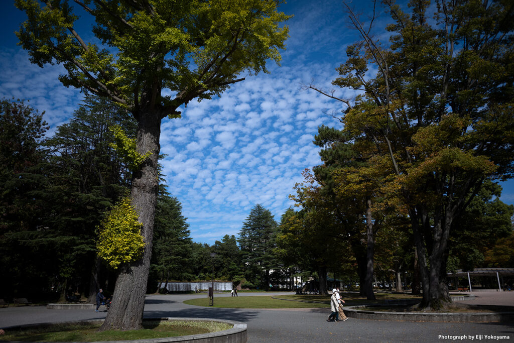 いしかわ四高記念公園、鱗雲。Leica M10-R, SUMMARON-M 28mm f/5.6