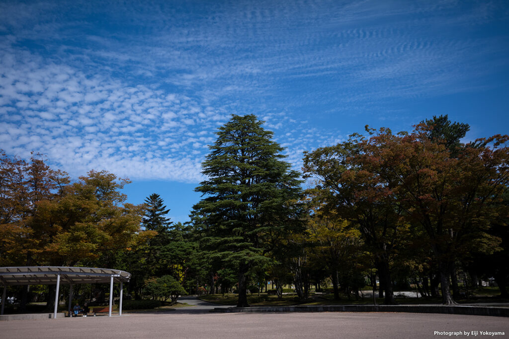 いしかわ四高記念公園。こちらは空に綺麗な鱗雲２種、樹々はちょっと紅葉。