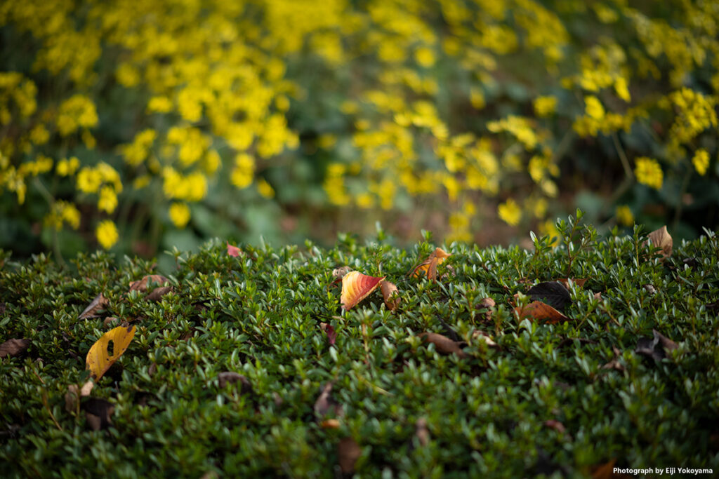 新宿御苑。垣根に枯葉、バックにツワブキの黄色い花。