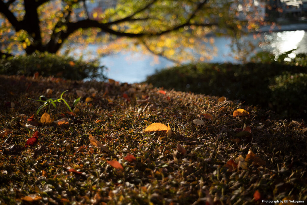 佃島。隅田川沿い遊歩道の植え込み。秋です。 Leica M10-R, LIGHT LENS LAB M 35mm f/2 周八枚, F2, 1/750, ISO100