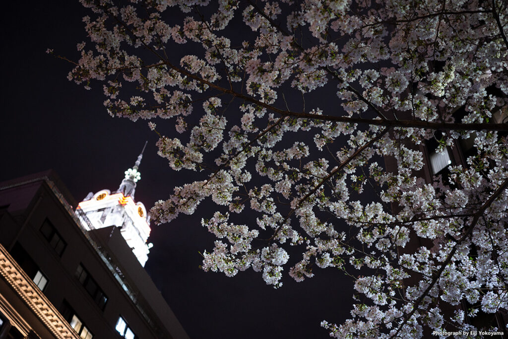 2023/3/27、昨日の日本橋。満開の夜桜。RICOH GR IIIx。