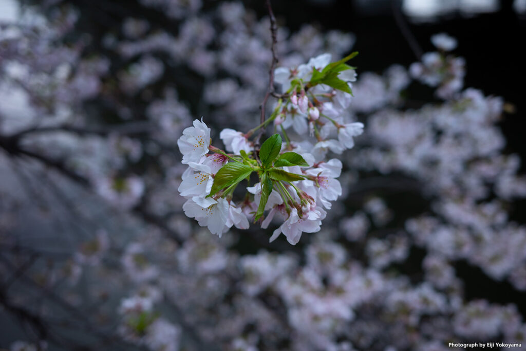 2023/3/27、昨日の日本橋。満開の桜をアップで。カメラはRICOH GR IIIx。