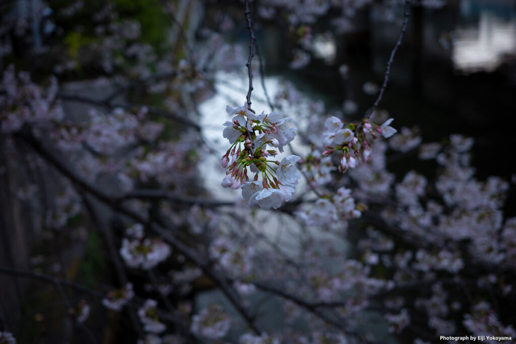 2023/3/27、昨日の日本橋。川縁の桜をアップで。カメラはRICOH GR IIIx。