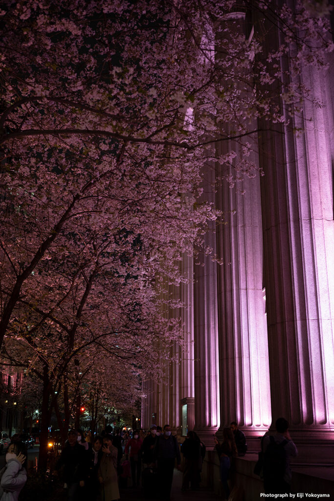 2023/3/27、昨日の日本橋。三井本館前の桜。カメラはRICOH GR IIIx。