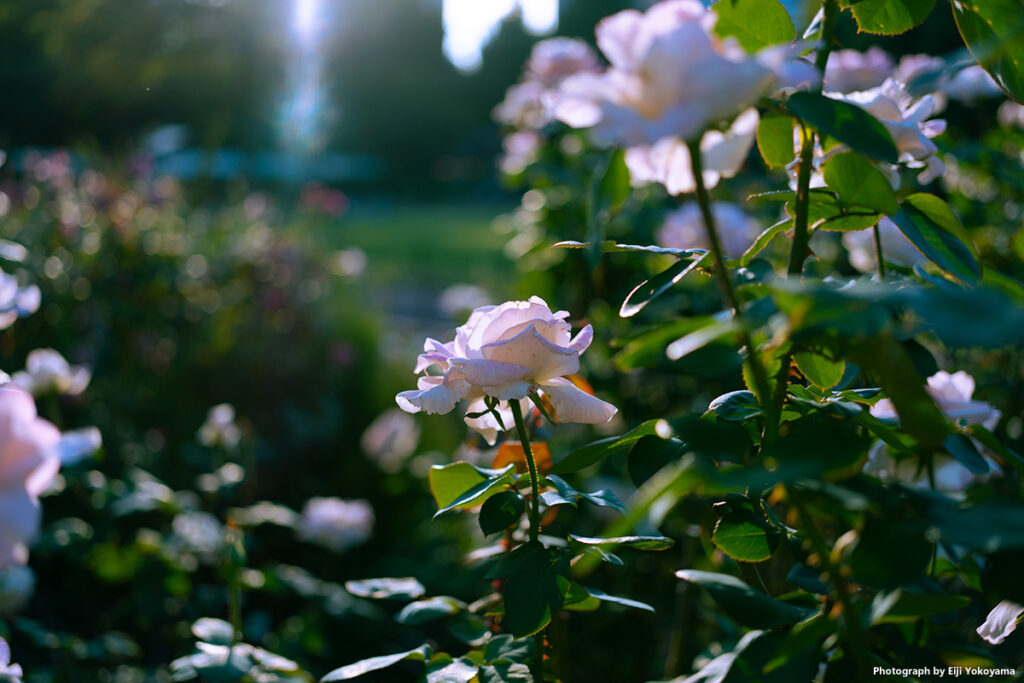 日比谷公園のバラ。AF-ONなら風で花が揺れても、ピントを合わせ続けてくれます。SONY FE 40mm F2.5 G