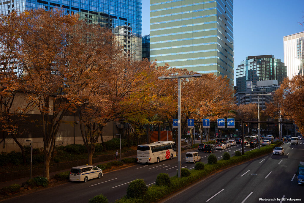 西新宿、欅並木の紅葉。RICOH GRIIIx