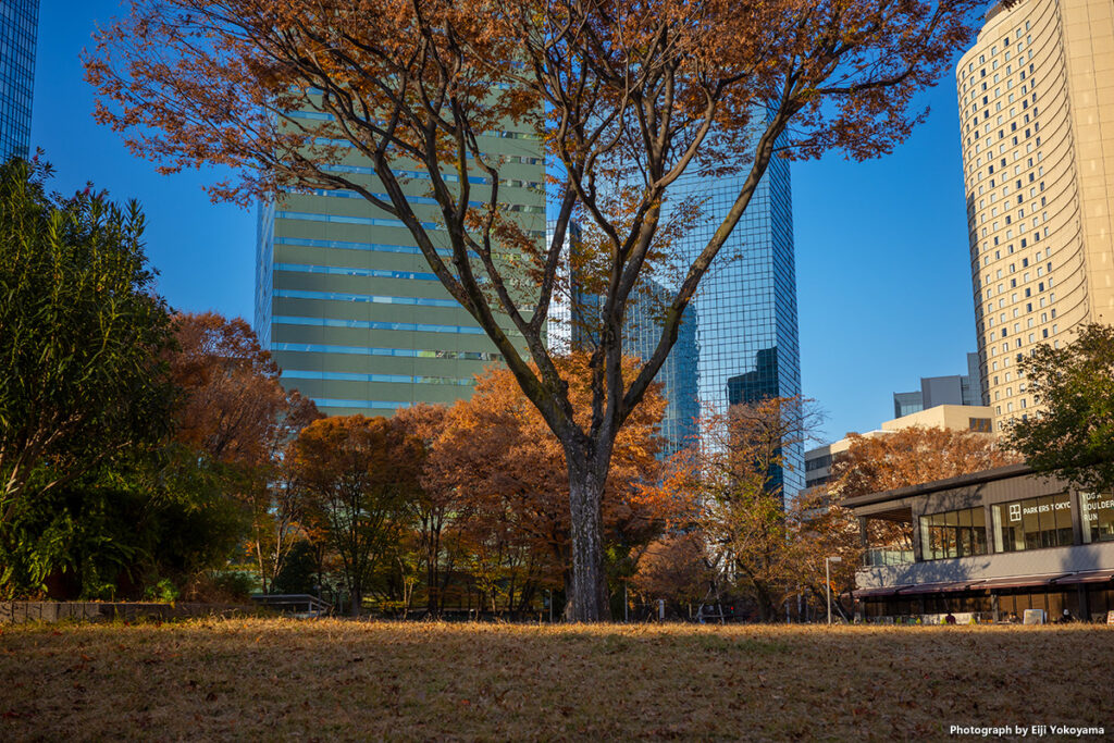 新宿中央公園、高層ビルと欅の紅葉。RICOH GRIIIx