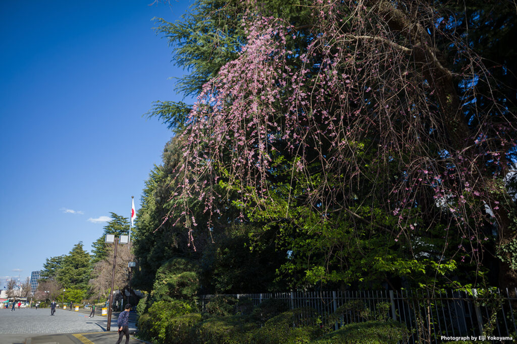 絵画館前、枝垂れ桜がほぼ満開。Leica M10-R + SUMMARON-M 28mm f/5.6
