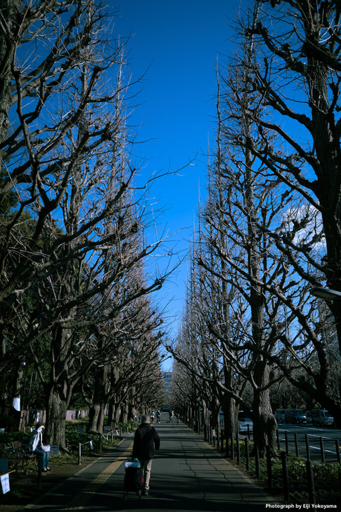 毎度の銀杏並木、まだまだ枯れ木。Leica M10-R + SUMMARON-M 28mm f/5.6