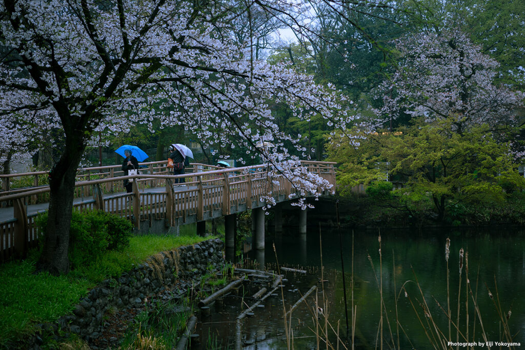 小雨に煙る井の頭公園・桜 RICOH GRIIIx