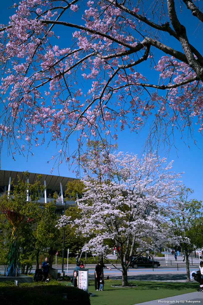 オリピックミュージアム、庭園の桜。