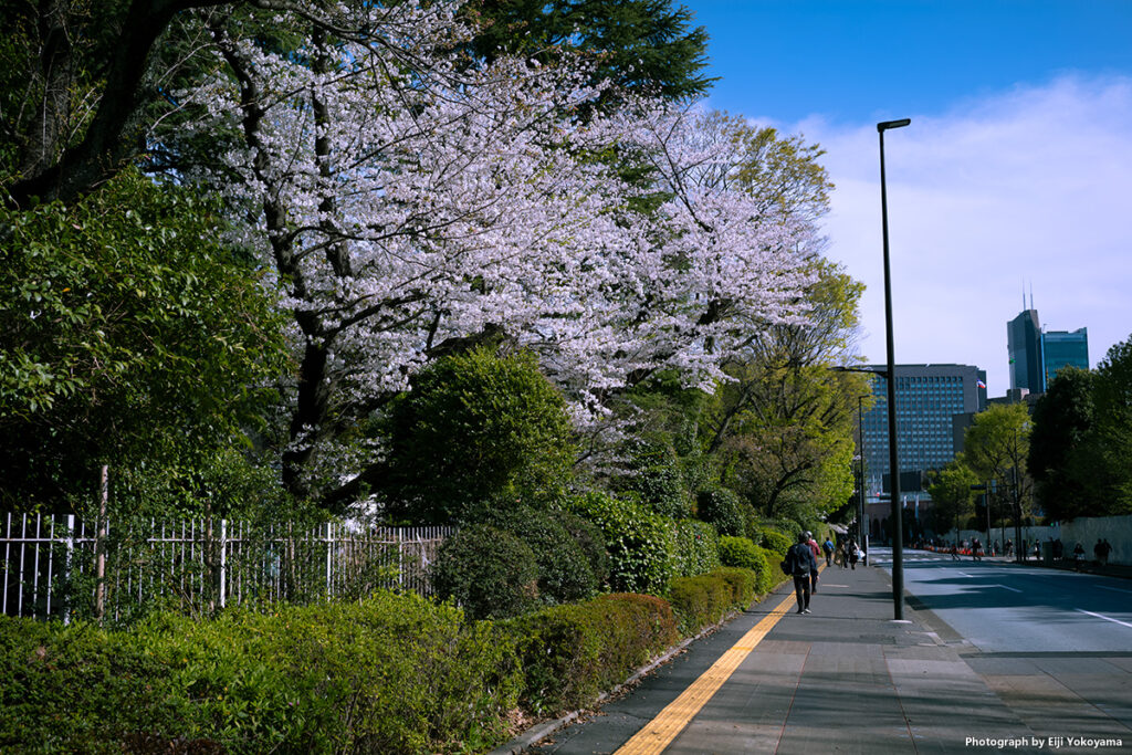 通り沿いの桜。
