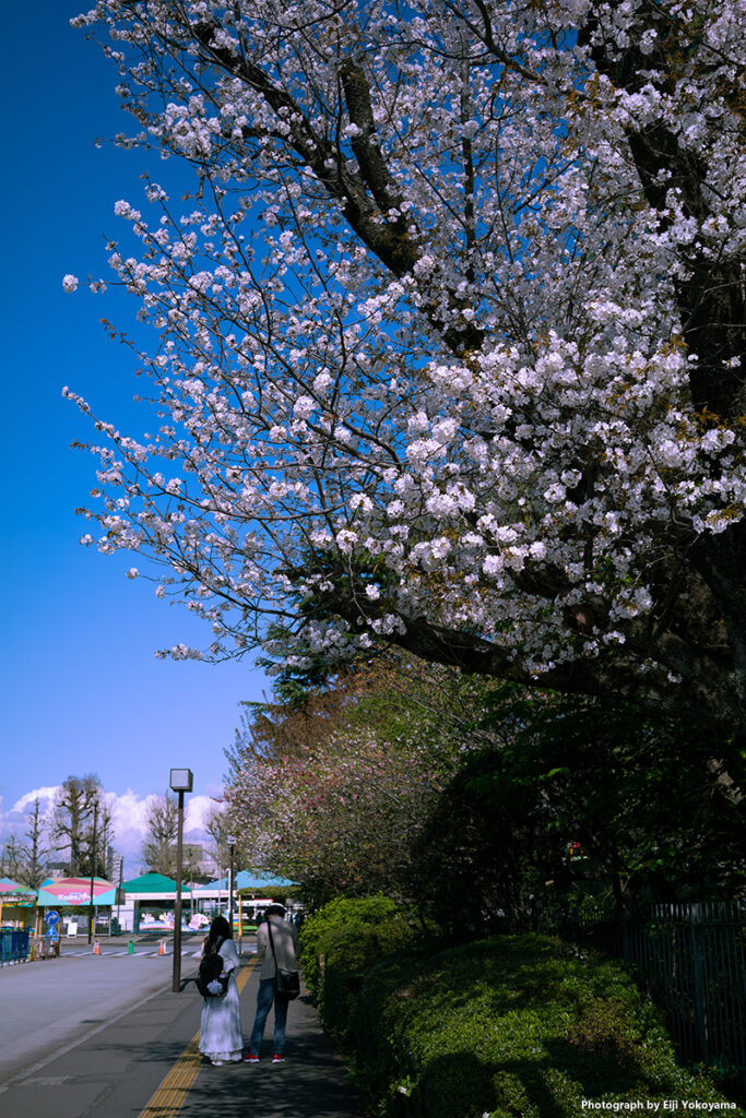 絵画館前、広場脇の桜。奥には桃の花が咲いています。