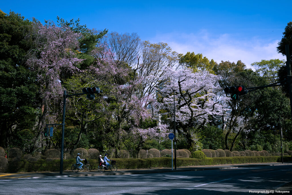 銀杏並木すぐ横にある、御観兵榎の桜。反対側の歩道より。