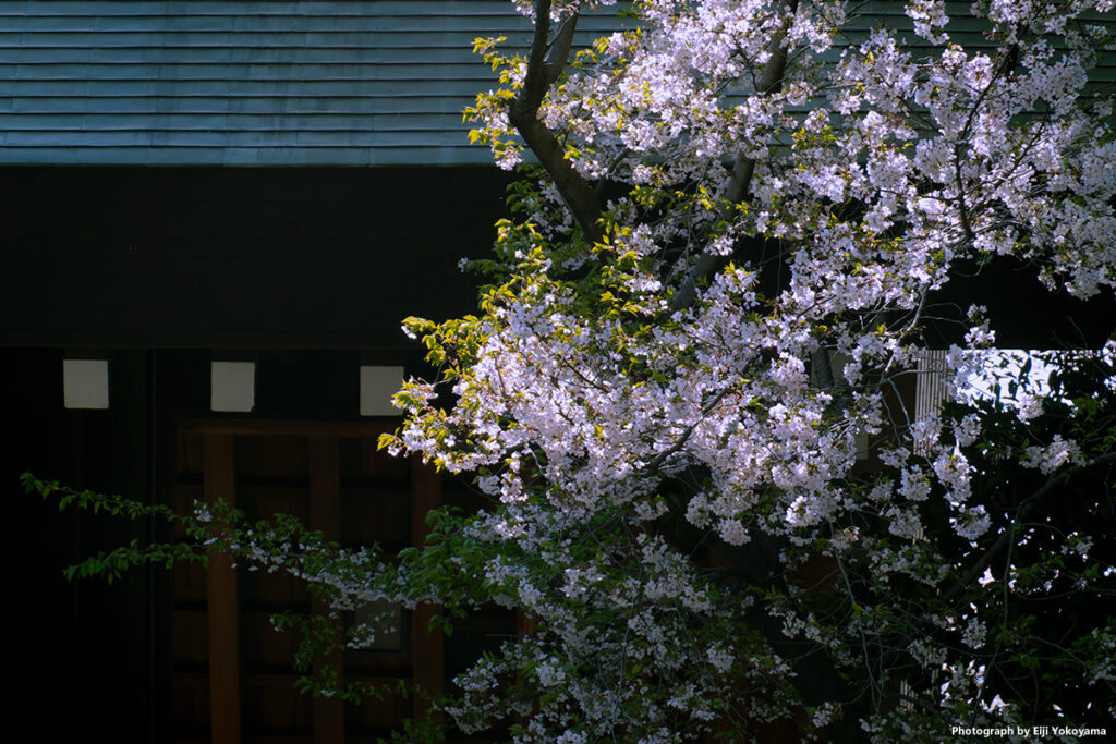 神門に桜。RX100M7/換算200mm