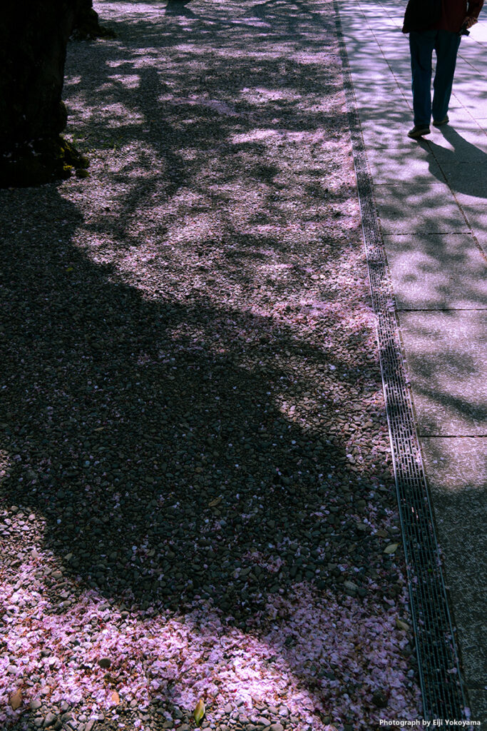 桜、花びら溜まり。RX100M7/換算35mm