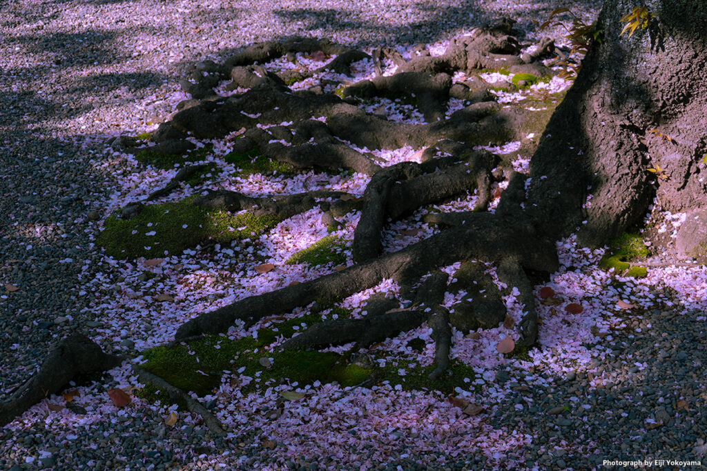 桜、花びら溜まり。RX100M7/換算70mm