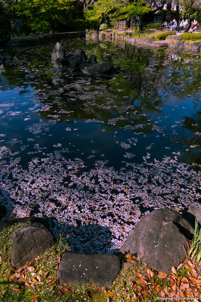 桜、池の花びら。RX100M7/換算24mm