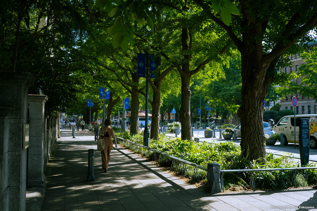 日本大通り、横浜開港資料館前。新緑が綺麗です。