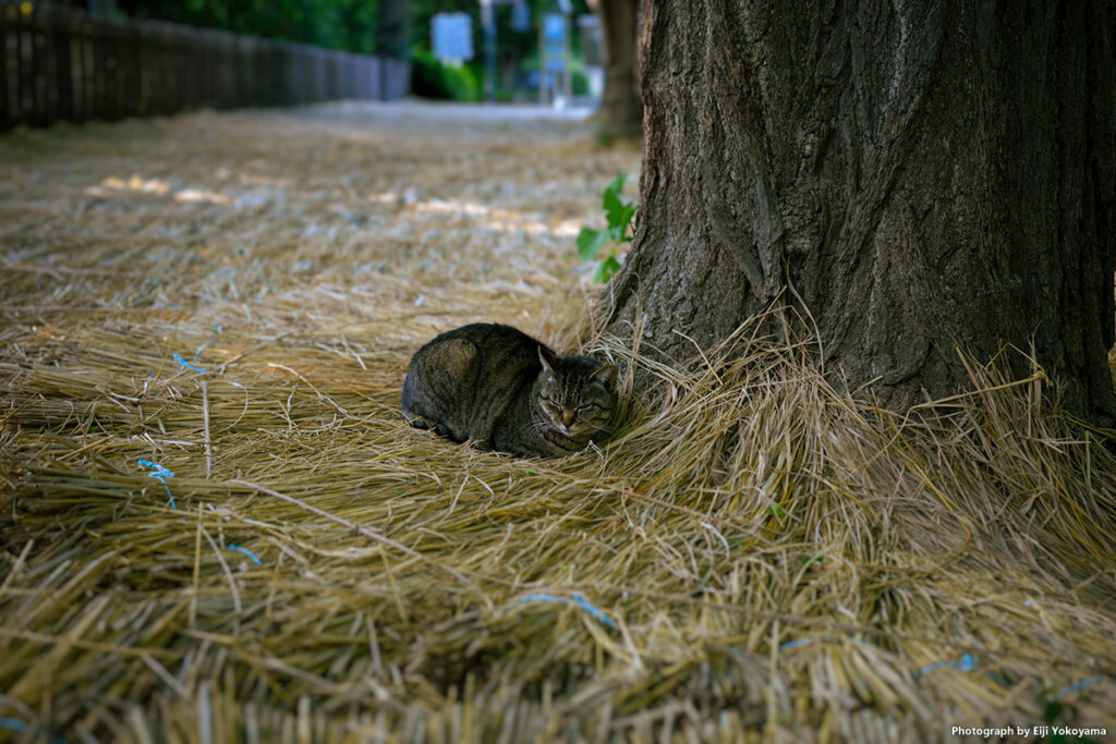 宵じゃないですが、表参道からちょっと離れた神宮外苑銀杏並木。お昼寝中の猫。Lightroomぼかし処理。