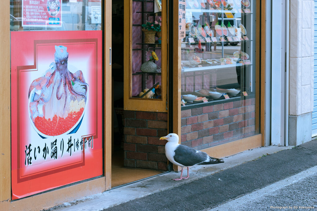 函館朝市あたり、店内を覗いているウミネコくん。追い払う人もいなくて、街と共存してる感じです。