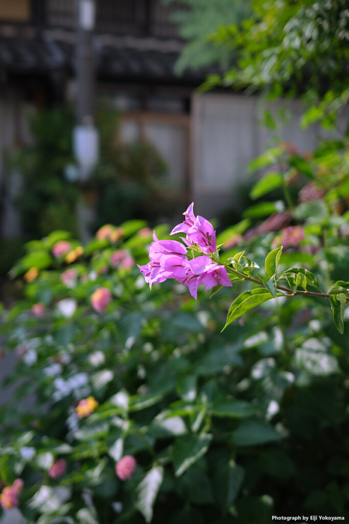 円頓寺界隈。花の名前は？です。