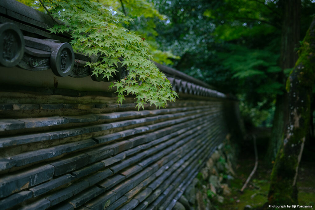 虎渓山永保寺、土塀のもみじ。紅葉をみてみたい。