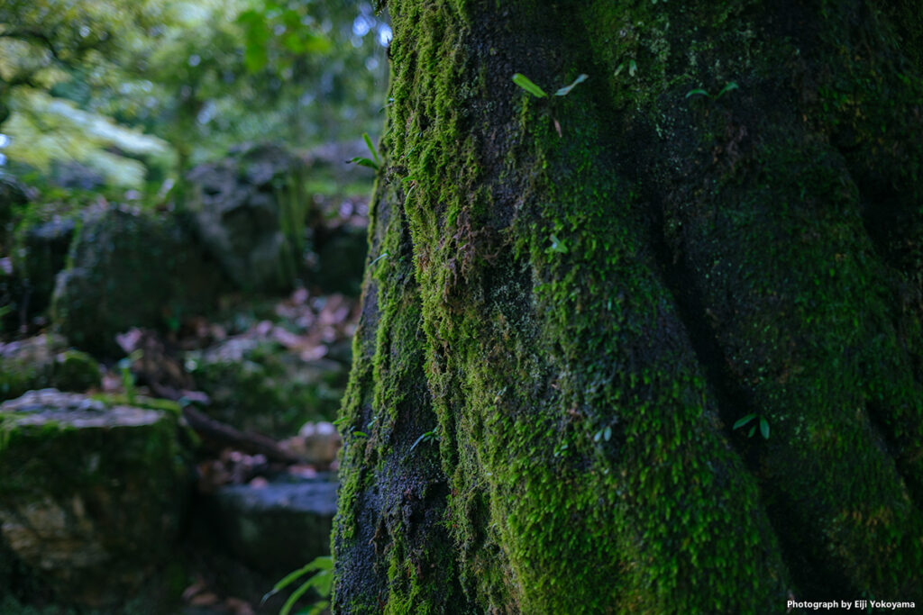 虎渓山永保寺、樹林にて。