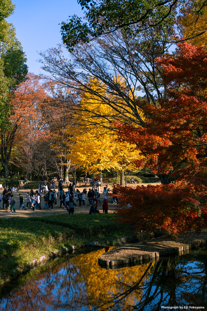 北の丸公園、紅葉黄葉。