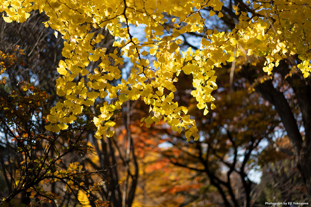 北の丸公園、紅葉黄葉。