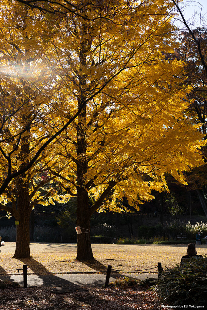 北の丸公園、イチョウ黄葉。