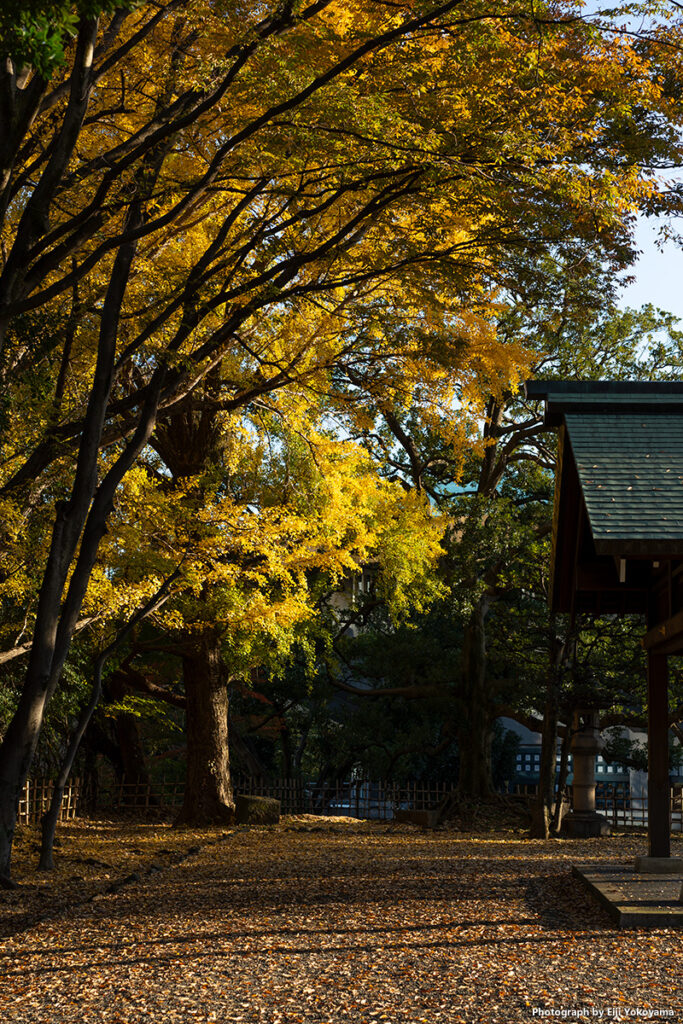 北の丸公園、弥生慰霊堂にて。イチョウ黄葉。