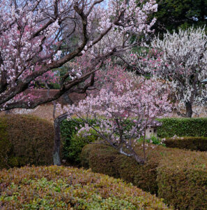 新宿御苑、満開の河津桜に梅とか X100VIで