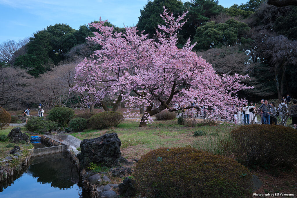 新宿御苑、河津桜。X100VI