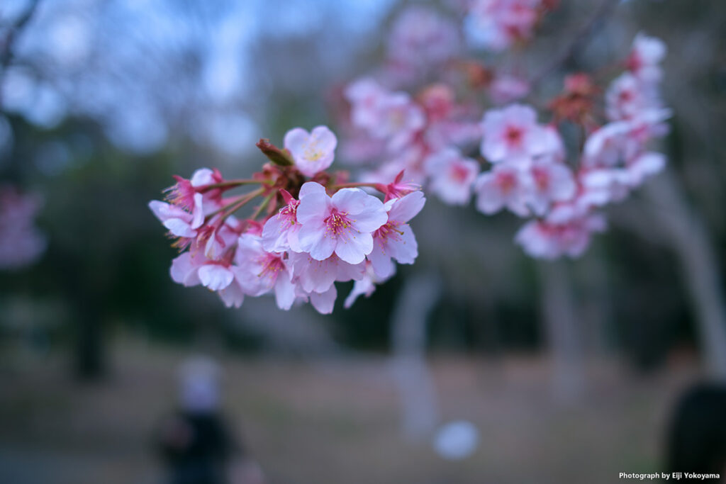 新宿御苑、河津桜。X100VI